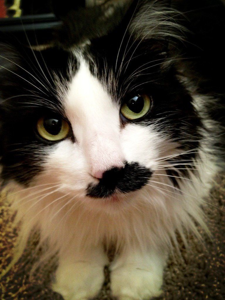 Versace's "Womanly Whiskers"
